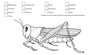High quality carapace gifts and merchandise. External Anatomy Of The Grasshopper Biology Libretexts