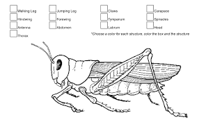 Prelab questions (use your book or other references) 1. External Anatomy Of The Grasshopper Biology Libretexts