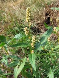 Image result for Persicaria lapathifolia