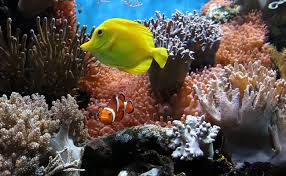 Comment l'eau apparaît dans le réservoir à carburant ? Comment Demarrer Un Aquarium D Eau De Mer