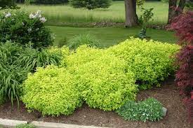 Spirea 'gold mound' is a very popular and reliable shrub. 18 Best Spirea Shrub Ideas Spirea Spirea Shrub Plants