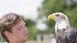 Eagles Conservation Center Videos: 4K and HD Video Clips