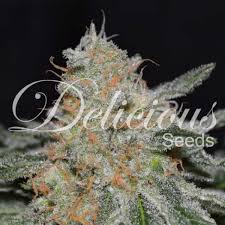Find more ways to say haze, along with related words, antonyms and example phrases at thesaurus.com, the world's most trusted free thesaurus. Critical Neville Haze 2 0 Feminisierte Hanfsamen Delicious Seeds