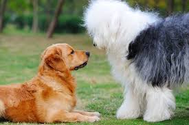 The 10 Most Popular Dog Breeds Live Science Guideline for exacting dog owners. the 10 most popular dog breeds live
