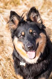 Pin By Jana Suchanova On Chodsky Pes Dog Breeds Dogs Bohemian Shepherd
