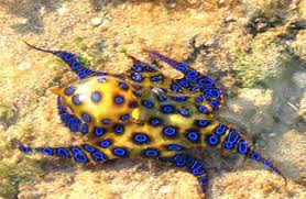 Blue Ringed Octopus - Description, Habitat, Image, Diet, Interesting Facts