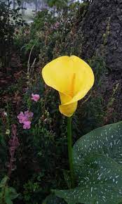 Alcatraz Amarillo Plantas Jardines Flores