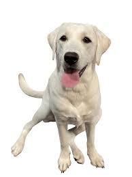 Our puppy boot camp is a great way to get your puppy off to a strong start. Patriot Dog Training Dog Training Dog Boarding And Doggy Daycare