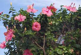 Red leaf hibiscus (hibiscus acetosella): All About The Hibiscus Plant Triangle Gardener Magazine