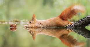 30 Amusing Wildlife Photos By Award Winning Austrian Photographer Comedy Wildlife Photography Wildlife Photos Wildlife Photography