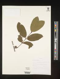 Image result for Salacia luebbertii