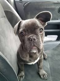 Jun 04, 2021 · why your french bulldog's ears aren't standing up. What Makes French Bulldogs Ears Not Stand Up Quora