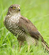 Foto's van een sperwer in de tuin, soms kwam hij even uitrusten, soms een duif of mus verschalken, en een buizerd die een keer in de buurt kwam. Soorten Roofvogels Die Tuinen Bezoeken Op Zoek Naar Prooien Zoals Torenvalk Havik Slechtvalk Sperwer En Buizerd