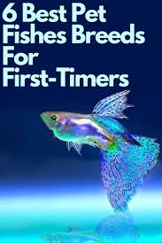 Best Pet Fish Breeds For First Timers In 2020 Pet Fish Fish Breeding Fish