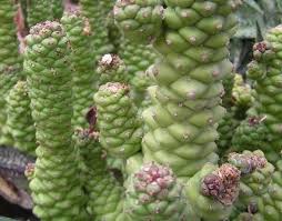 Image result for Monadenium