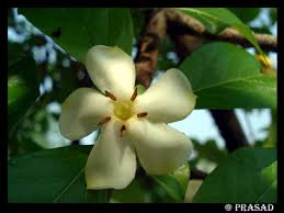 Image result for Catunaregam obovata