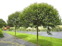 Image result for Ligustrum lucidum