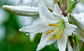 Bunga daffodil atau bakung ini melambangkan kebenaran dan kejujuran. Klasifikasi Dan Morfologi Tanaman Bunga Bakung Ilmu Pengetahuan Dasar