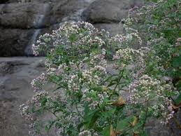 Image result for Eschenbachia stricta