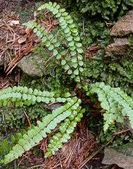 Image result for Asplenium musiraense