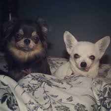 dur reveil pour arya et tequila qui auraient preferee rester au lit ce matin www machupitouchihuahua com cute chihuahua chihuahua dogs chihuahua
