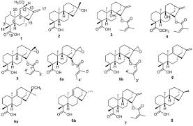 Image result for Aspilia pluriseta