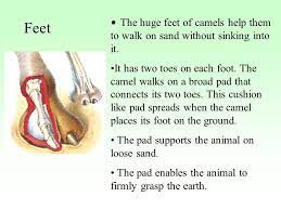 Get the correct answer.explained in the best way !! Adaptation Presented By Teachers Of Std V Aiit Ppt Video Online Download