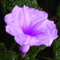 Image result for Astripomoea lachnosperma