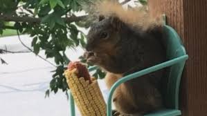 Squirrel feeder, bigotters, squifty, american heritage industries, merhoff & larkin, sanhoo, aubbc, woodlink, treasure light, n/a, pfnrth.you can take a look and choose the one that suits your. This Squirrel Sitting In A Tiny Chair And Munching On Corn Is What You Need On This Monday