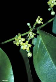 Image result for Secamone