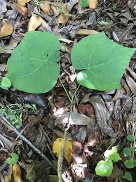 Image result for Firmiana