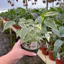 Image result for Ficus benjamina