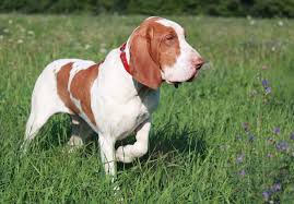 Bracco italiano dog complete owners manual. Bracco Italiano Puppies Akc Puppies For Sale