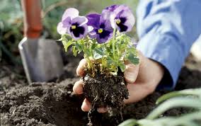 The soil is warm and the roots will grow quickly. What To Plant In Fall For A Pretty Spring Garden Better Homes Gardens