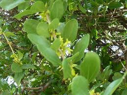 Image result for Strychnos madagascariensis