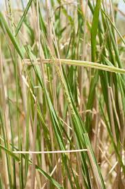 Image result for Oryza barthii
