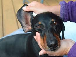 You don't need a lot of tools to clean your dog's ears at home. How To Clean Your Dog S Ears At Home