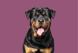 It can also affect the bones of the pelvis or the spine. Dog Cancer Mcdowell S Herbal Treatments
