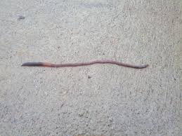 Oxygen diffuses about a thousand times slower through water than through air, she says. Why Do Earthworms Come Out When It Rains The Farmer S Life