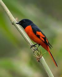 Scarlet Minivet Found In Tropical Southern Asia From India To Southern China Indonesia And The Philippines Kus Hayvanlar Alemi Hayvanlar