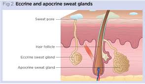 Skin 2 Accessory Structures Of The Skin And Their Functions Nursing Times