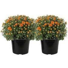 Search Results For Mum S The Flowers At The Home Depot Mobile Fall Mums Country Garden Design Heather Plant