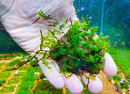 Image result for Crepidomanes