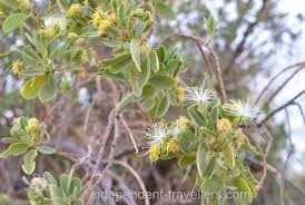 Image result for Maerua salicifolia