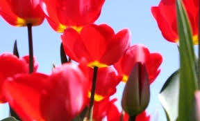 Check spelling or type a new query. Meng Qadha Shalat Ketika Haid Konsultasi Agama Dan Tanya Jawab Pendidikan Islam