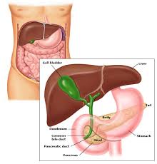 The liver body type is usually triggered by toxic damage to the liver. Pancreas And Liver Location In The Human Body