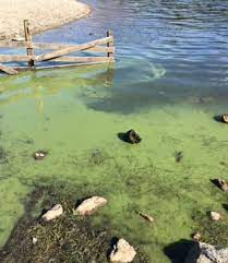 So, unless you enjoy having noxious colored spots or green pool. Blue Green Algae In The Lake District Creating A Better Place