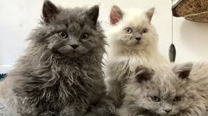 Entstanden sein soll diese katzenrasse bereits im jahr 1981 in tschechien. Hundkatzemaus Das Rasseportrait Selkirk Rex Katzen