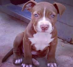 Check spelling or type a new query. Red Nose Pitbull Puppies Information Pitbull Puppies