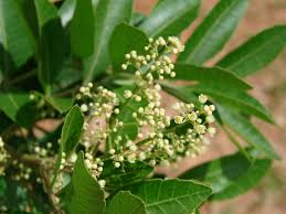 Image result for Triraphis schinzii